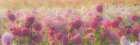 Oregon-Canby-Swam Island Dahlias-water coming down on flowers Art Print